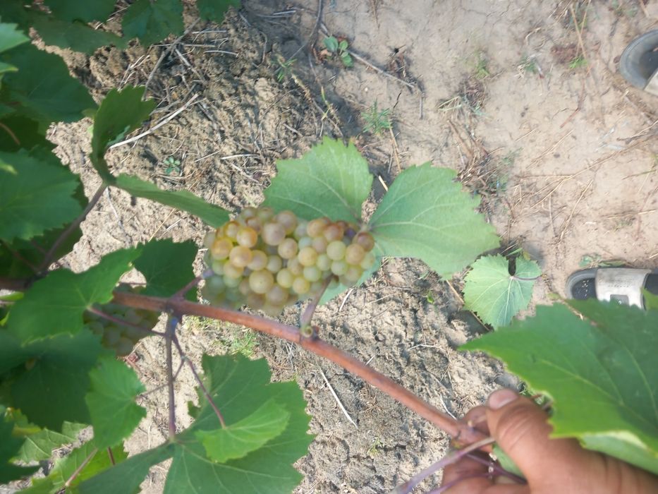 Vând struguri  de vin