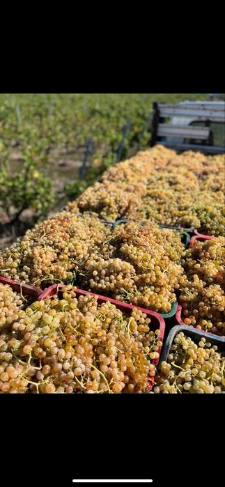 Struguri de vin PRODUCĂTOR