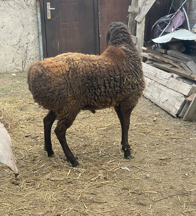 Семиз Кошкар сатылады