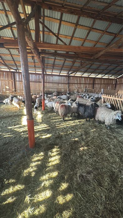 Vand oi cu miei 45 bucati