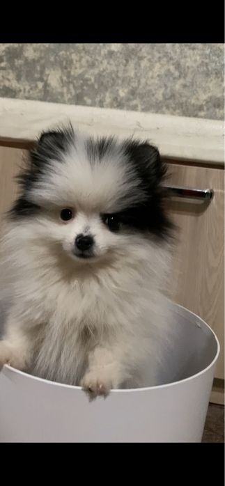 Продаётся собака