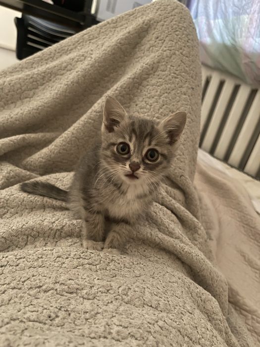 котенок девочка