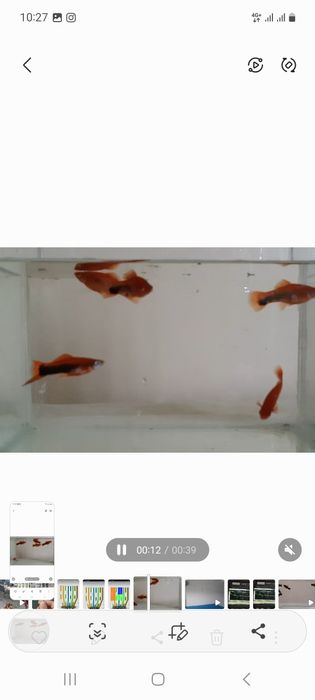 Меченосцы  кубинский