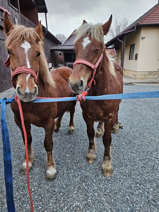 Vand o pereche de manze