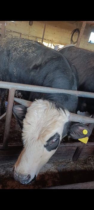 Продаются бычки отборные