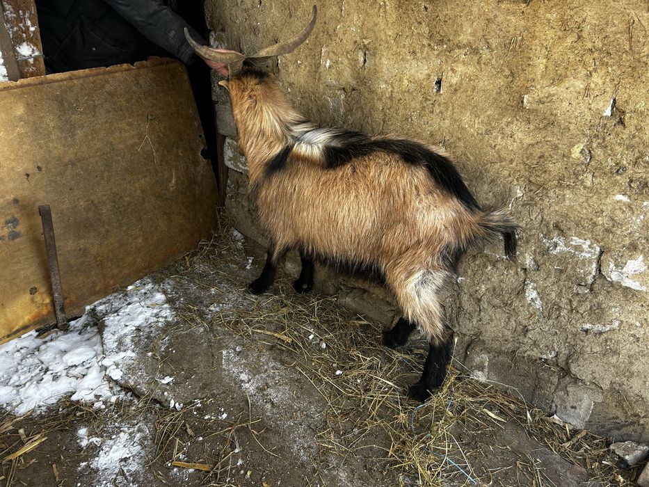 De vânzare Pereche Alpin Francez