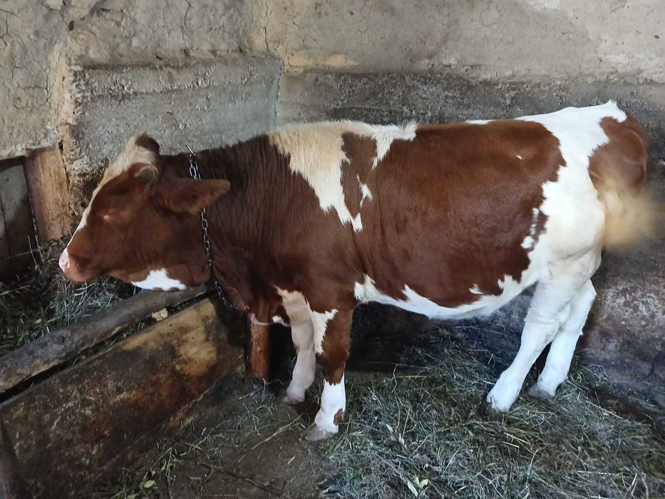 Vand vitea baltata