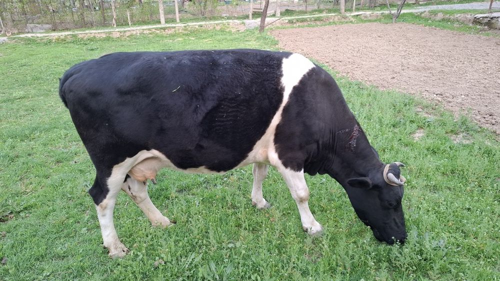 Буаз сиыр сатылады