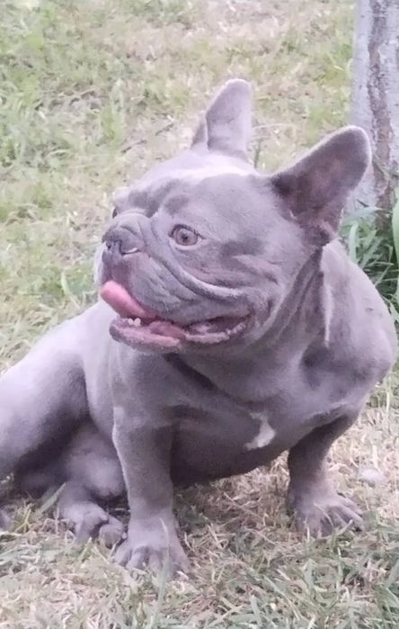 Френски булдог син