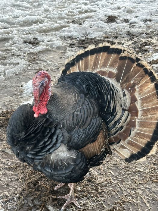 Продам индюка самец