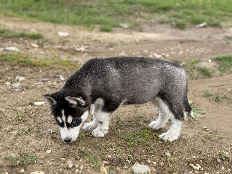 Femela husky siberian!