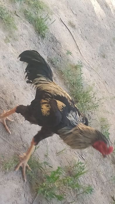 Zotor xoroz zotiga javob