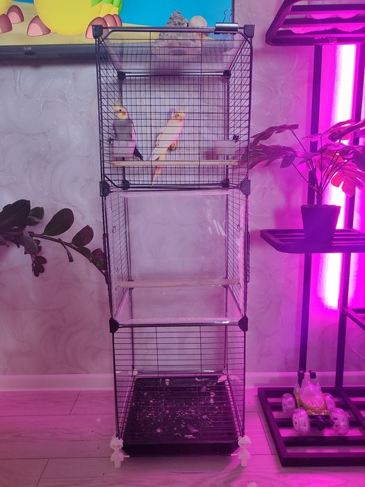 Продам двух попугаев