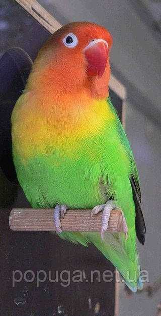 Фишер неразлучники попугай продаются