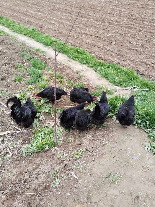 Qora shahzoda tuhumi