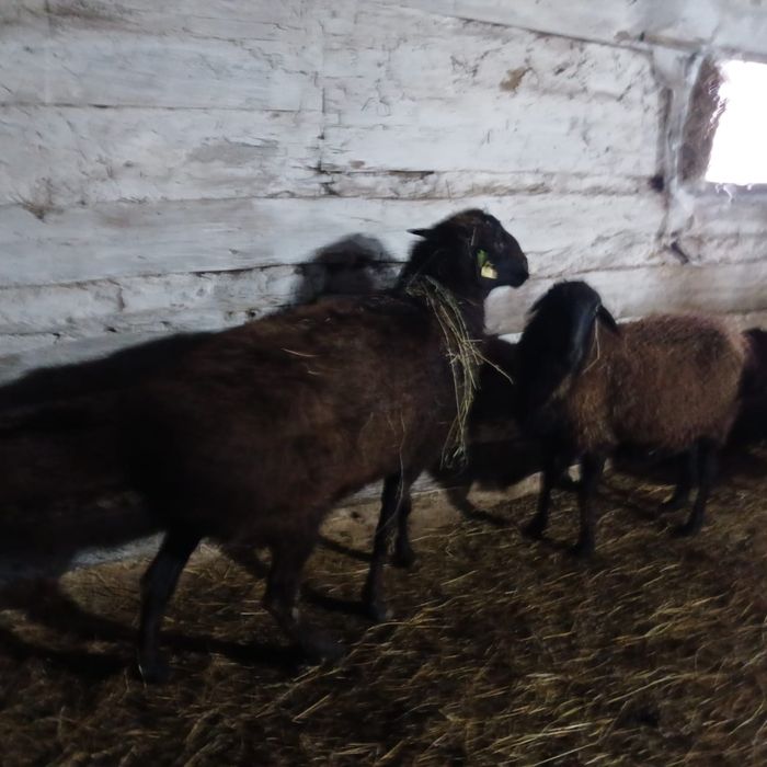 Продам кошкар гисар