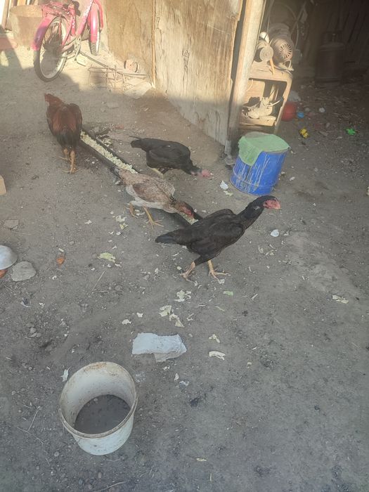 Даканы и домашние