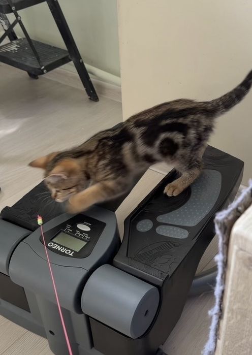 Котенок ищет любящую семью