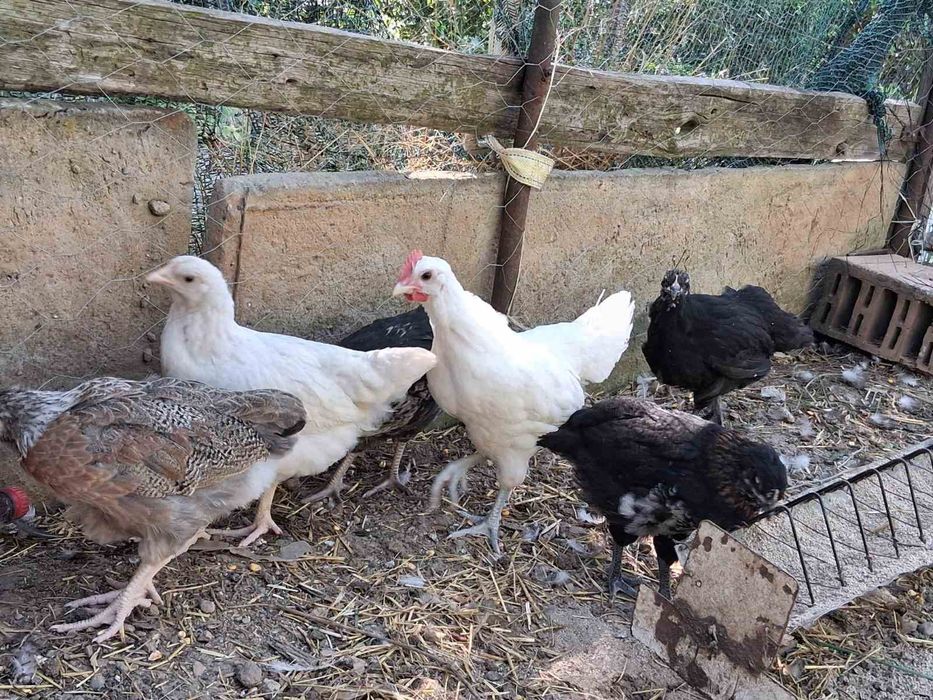 Продават се пилета