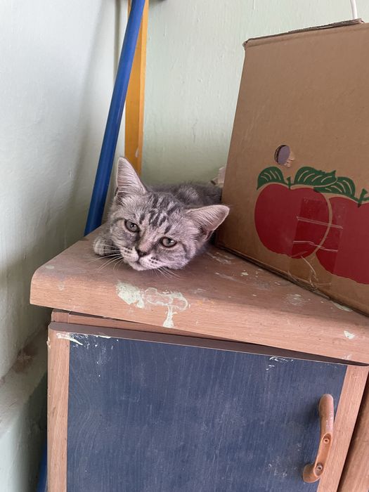 Продается котенок