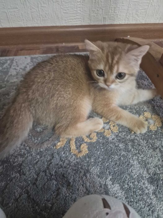 Золотая шиншилла