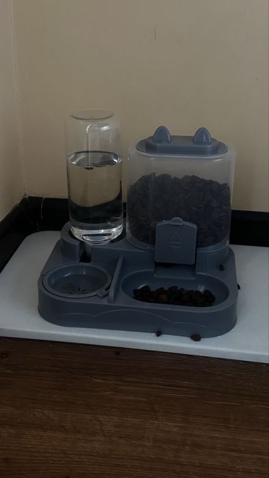 Кошка британка ласковая