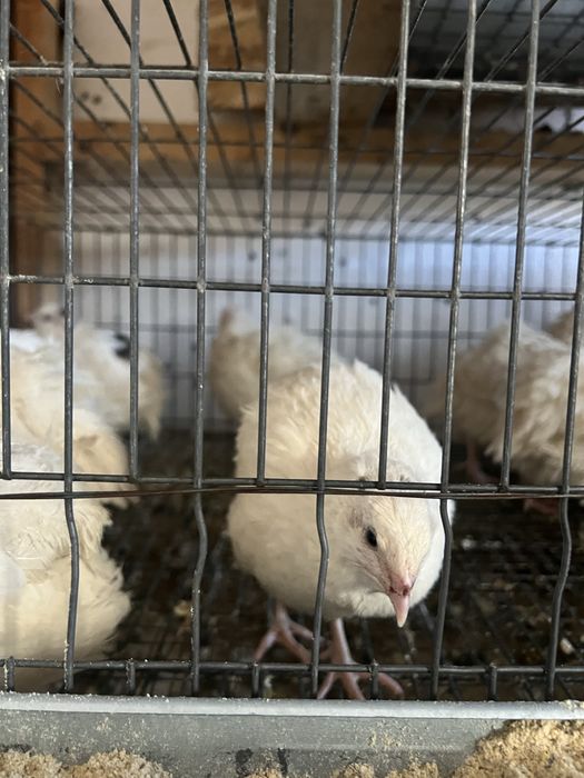 Oua de prepelita polar gigant