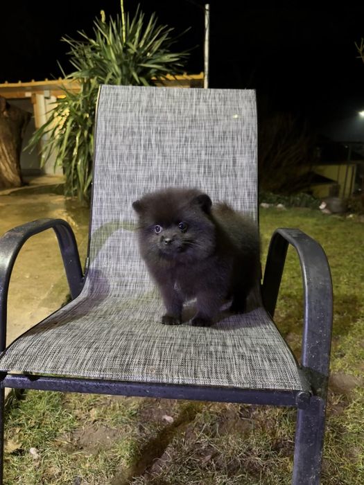 Померан момиче със втора ваксина