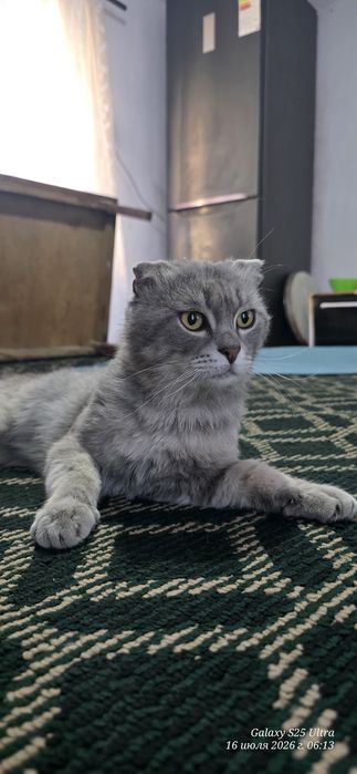 Mushuk sotiladi o'g'il bola