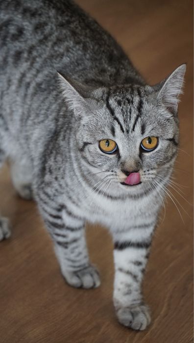 Отдам кошку скоттиш страйт