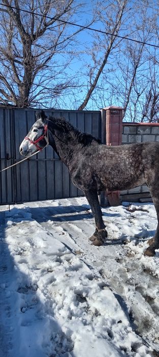 Продам Жеребца Айығыр