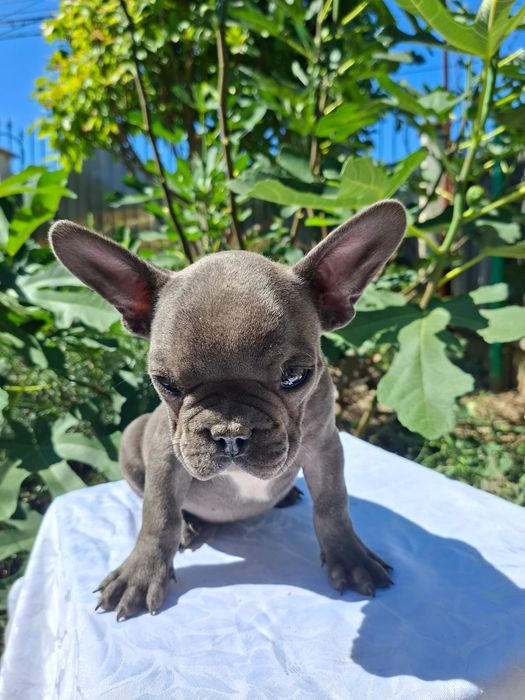 Buldog francez blue