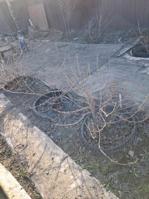 Продам саженцы смородина