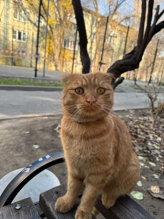 Пропал Рыжий Кот