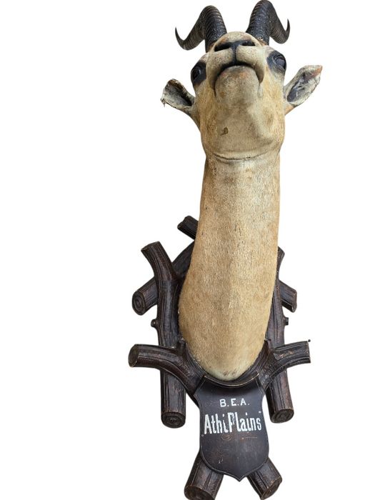 Trofeu antilopa, gazela