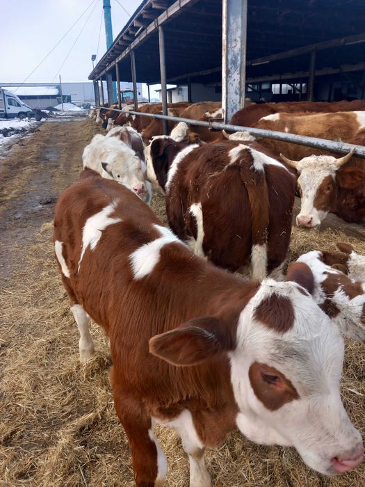 Vind taurasi și vițele