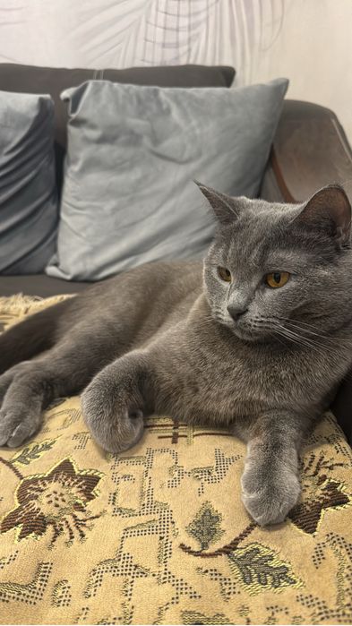 Отдам кошку в добрые руки