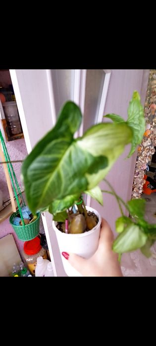 В продаже красивые цветы