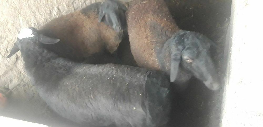 Куккор ва бугоз куй