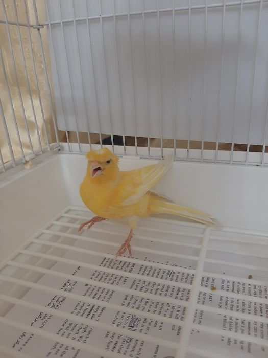 Kanareyka 2.Yosh Nar sotiladi