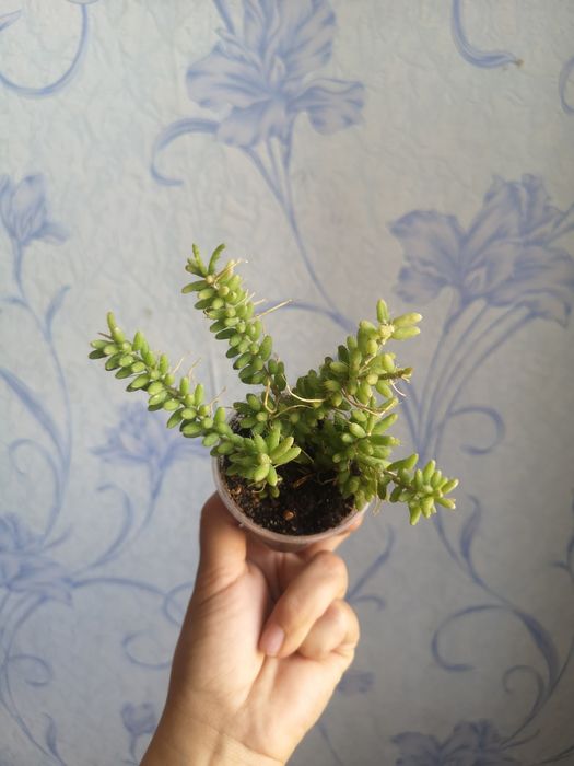 Продам комнатные растения