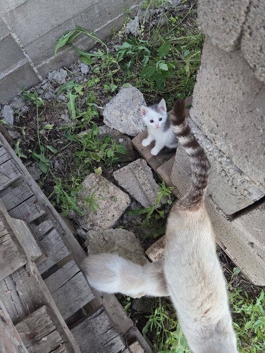 Отдам котенка в добрые руки