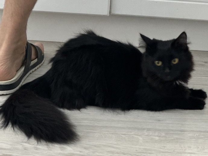 Отдам в добрые руки кошку  2 года