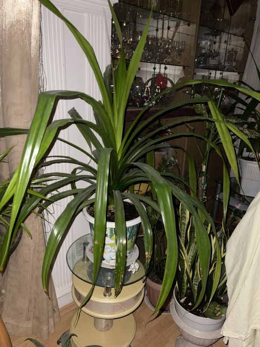 Цветы комнатные,мята,сансивьерия,фикусы,кактусы