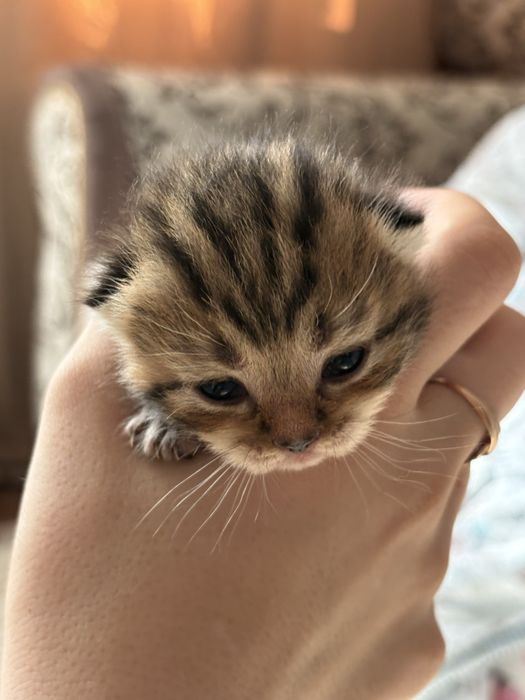 продам котят Скоттиш Фолт