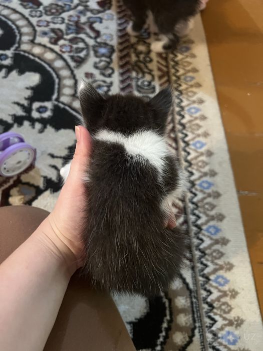 Отдам в хорошие руки котята домашние
