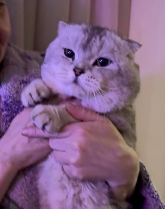 Кот на вязку           .