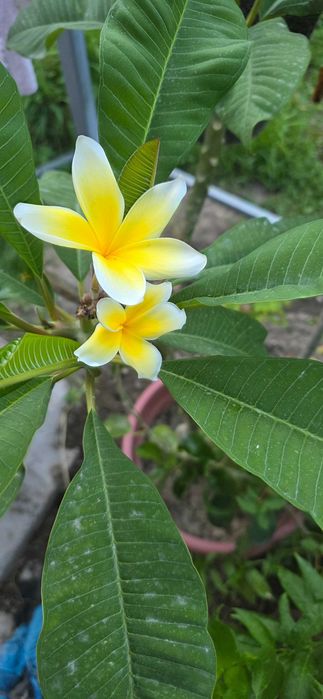 Plumeriya (Frangipani) ko'chati – oq-sariq gulli.   Саженец плюмерии.