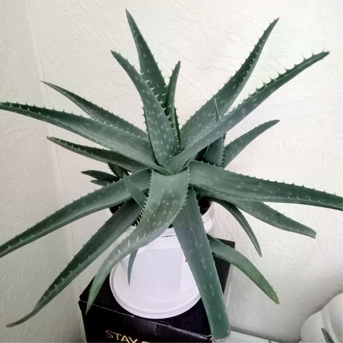 Продам  комнатные растения