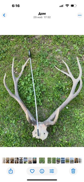 Рога еленови запазени
